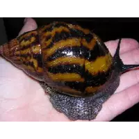 Achatina achatina  (Giant African Land Snails - GALS)